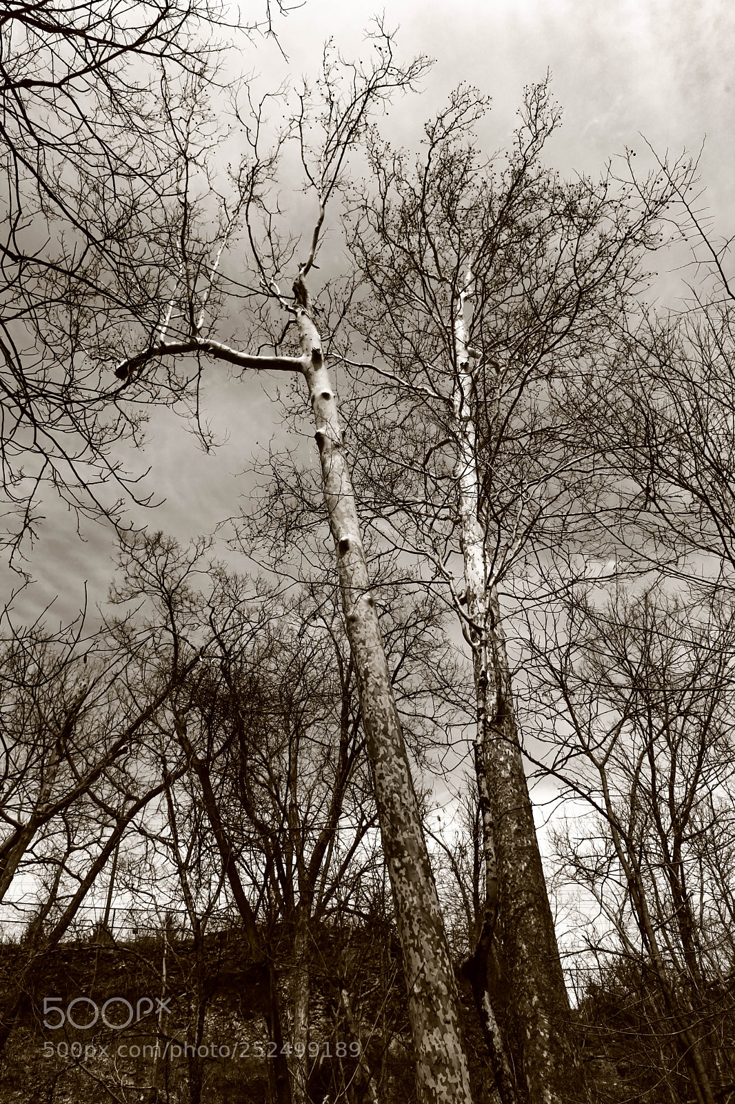 Canon EOS 5D Mark II sample photo. Sepia sycamores photography