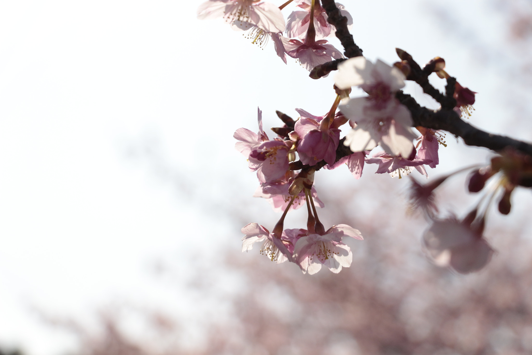 Canon EOS 700D (EOS Rebel T5i / EOS Kiss X7i) + Canon EF-S 18-135mm F3.5-5.6 IS STM sample photo. Cherryblossoms photography