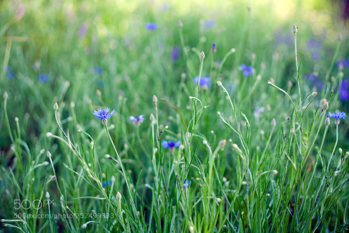 Canon EOS 350D (EOS Digital Rebel XT / EOS Kiss Digital N) sample photo. Grass and flowers photography