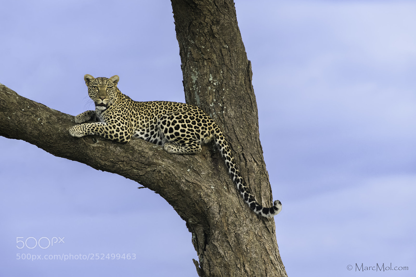 Nikon D850 sample photo. Serengeti leopardess. photography