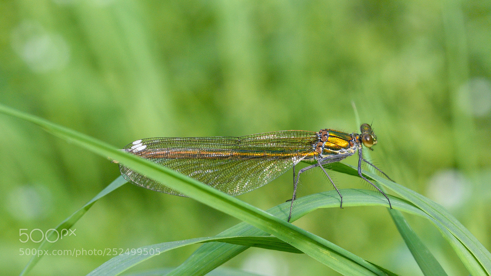 Nikon D3300 sample photo. Damselfly photography