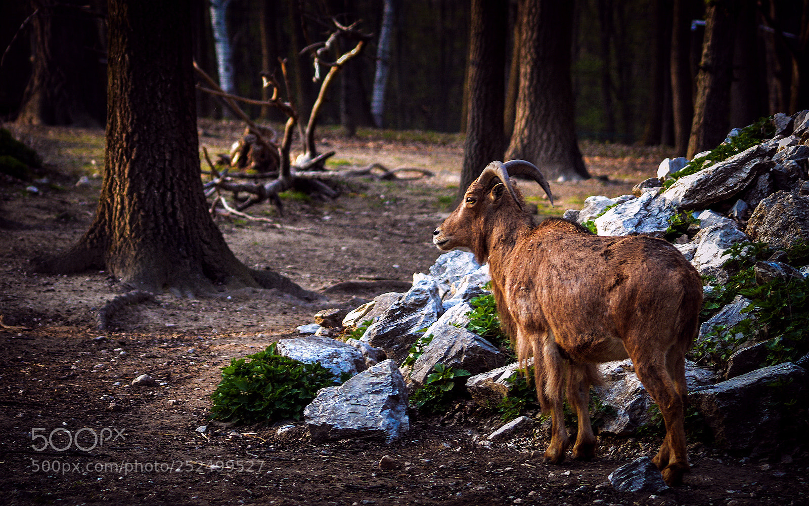 Nikon D3200 sample photo. Lonely photography