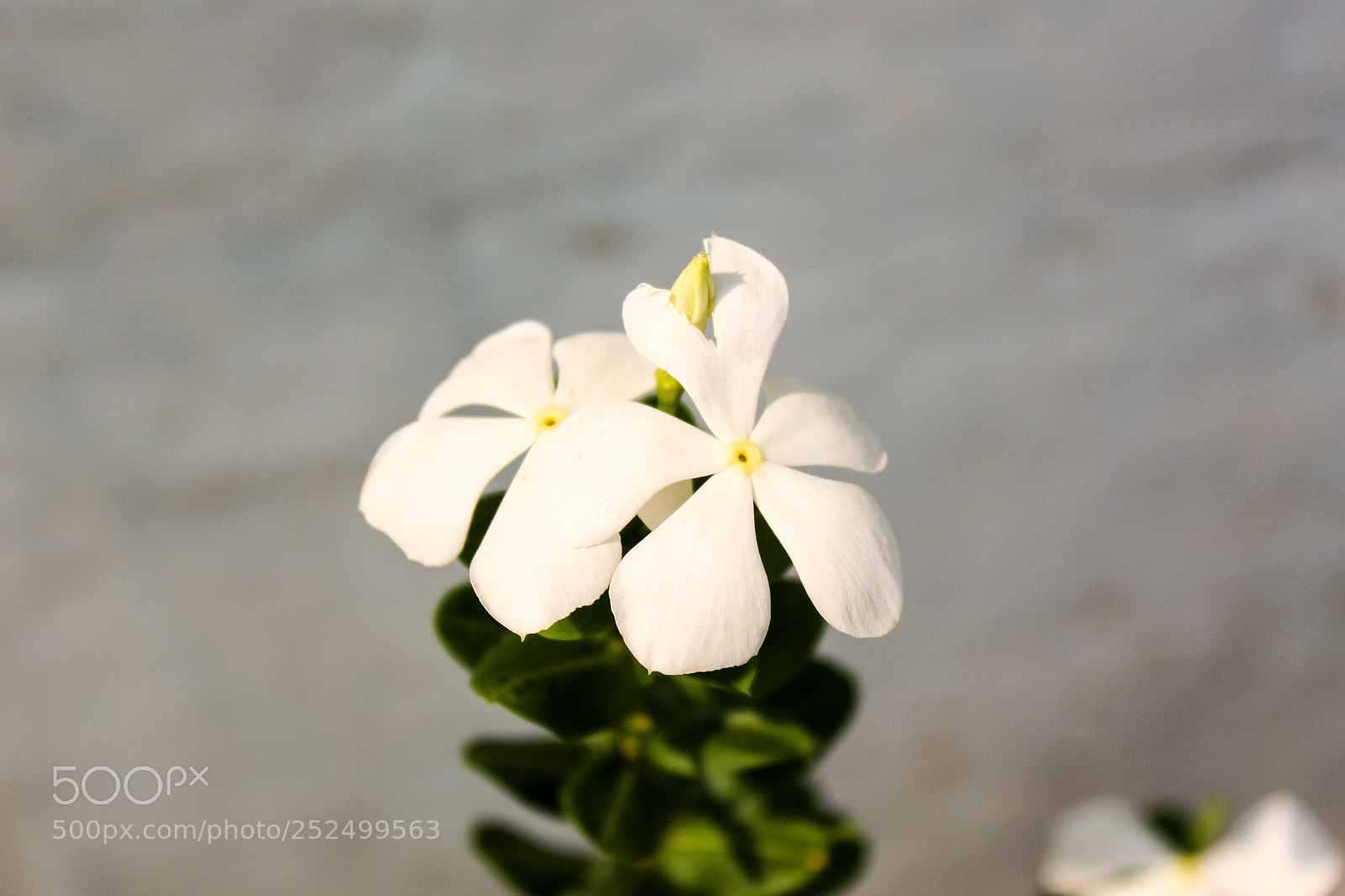 Canon EOS 700D (EOS Rebel T5i / EOS Kiss X7i) sample photo. Flower photography
