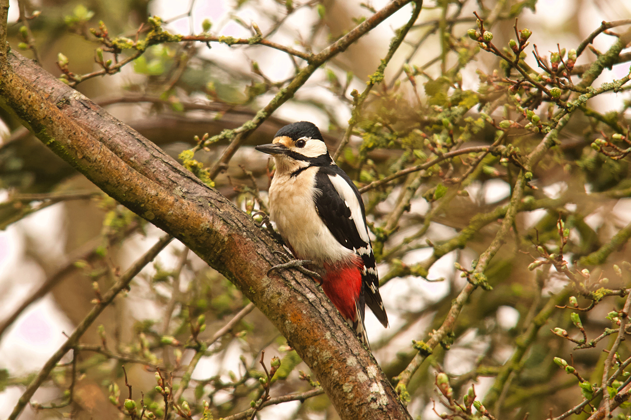 Sigma 150-500mm F5-6.3 DG OS HSM sample photo. Great spotted woodpecker photography