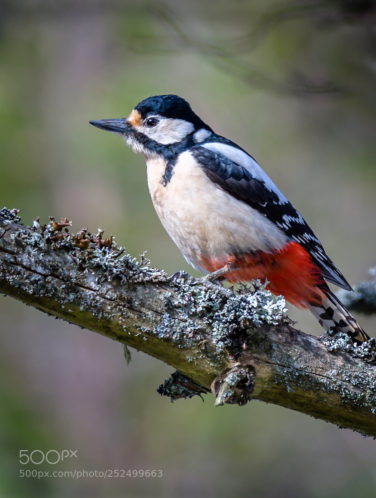 Nikon D500 sample photo. Woodpecker photography