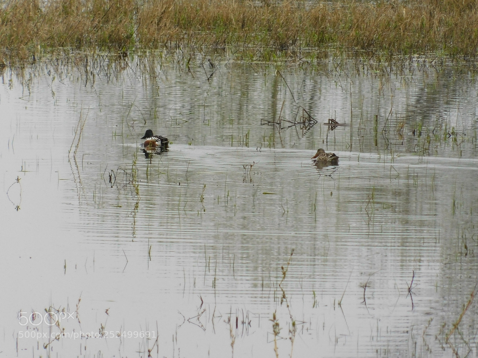 Nikon Coolpix B500 sample photo. Nisqually refuge photography