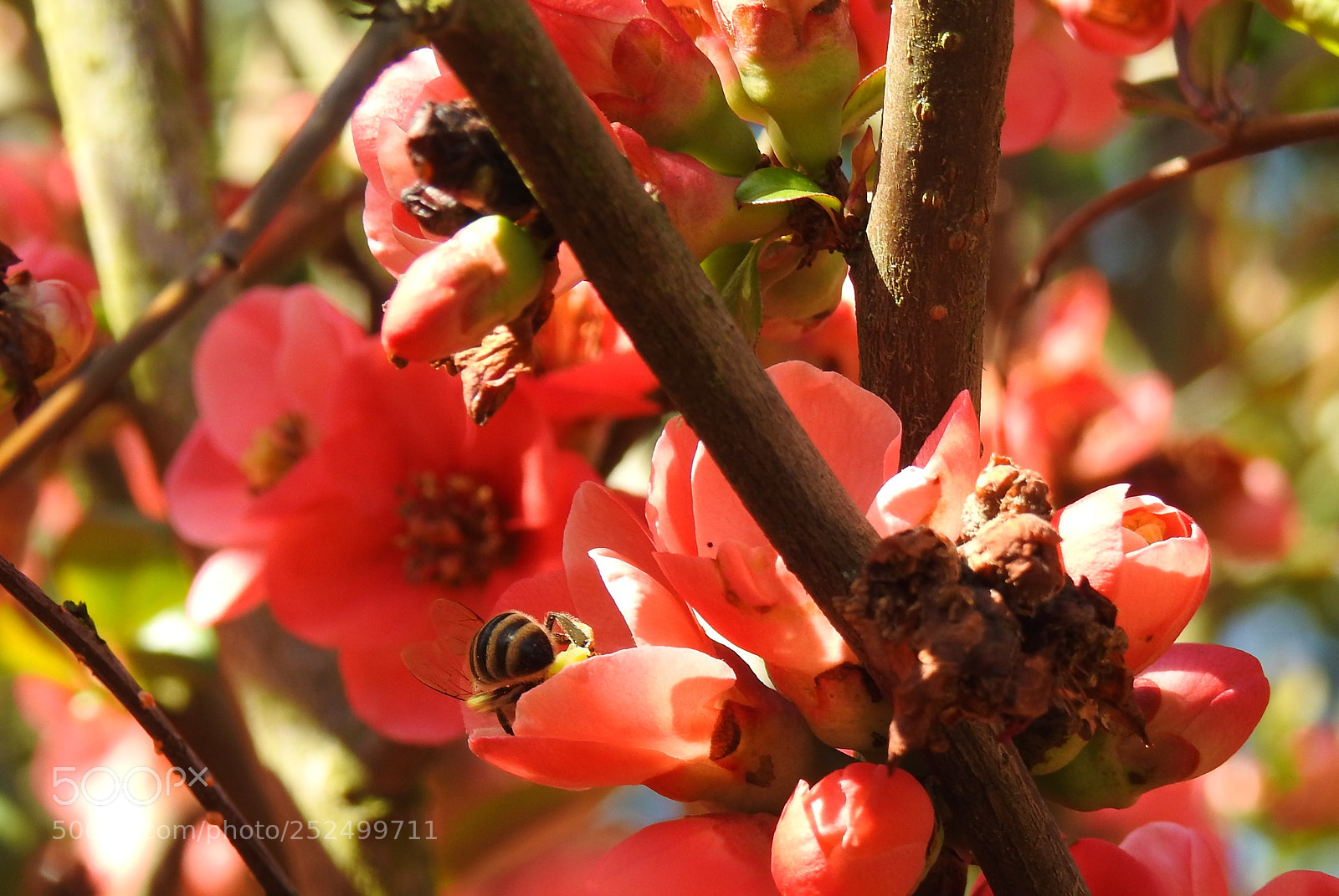 Nikon Coolpix P900 sample photo. Bee or blossom photography
