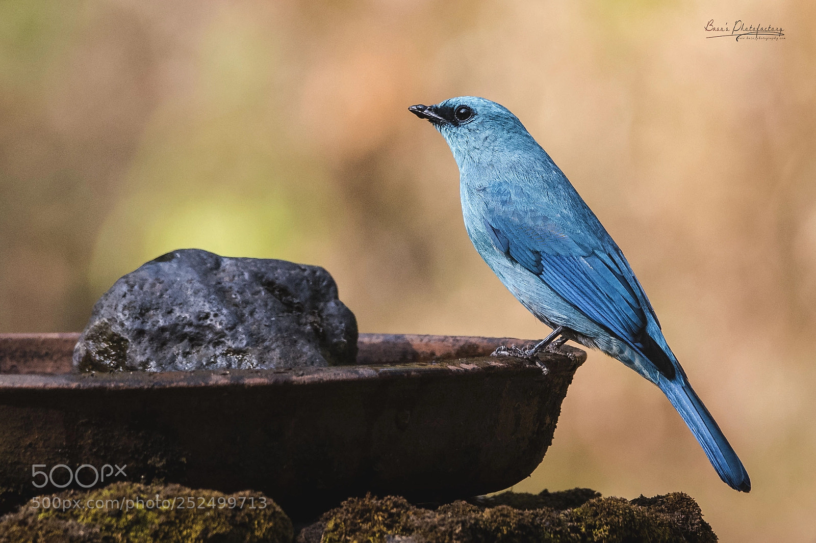 Nikon D810 sample photo. Verditer flycatcher photography