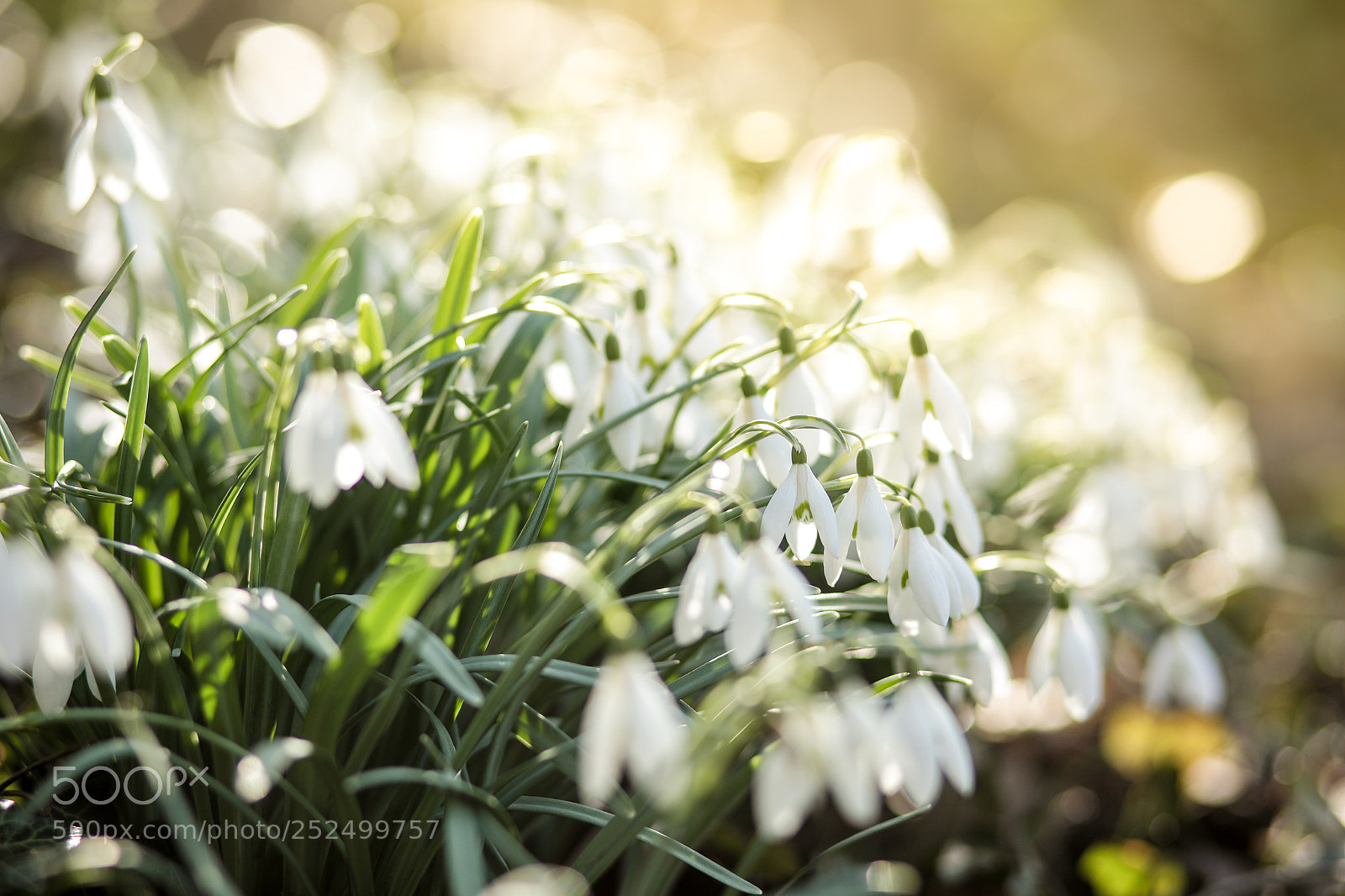 Canon EOS 5D Mark IV sample photo. Springtime photography