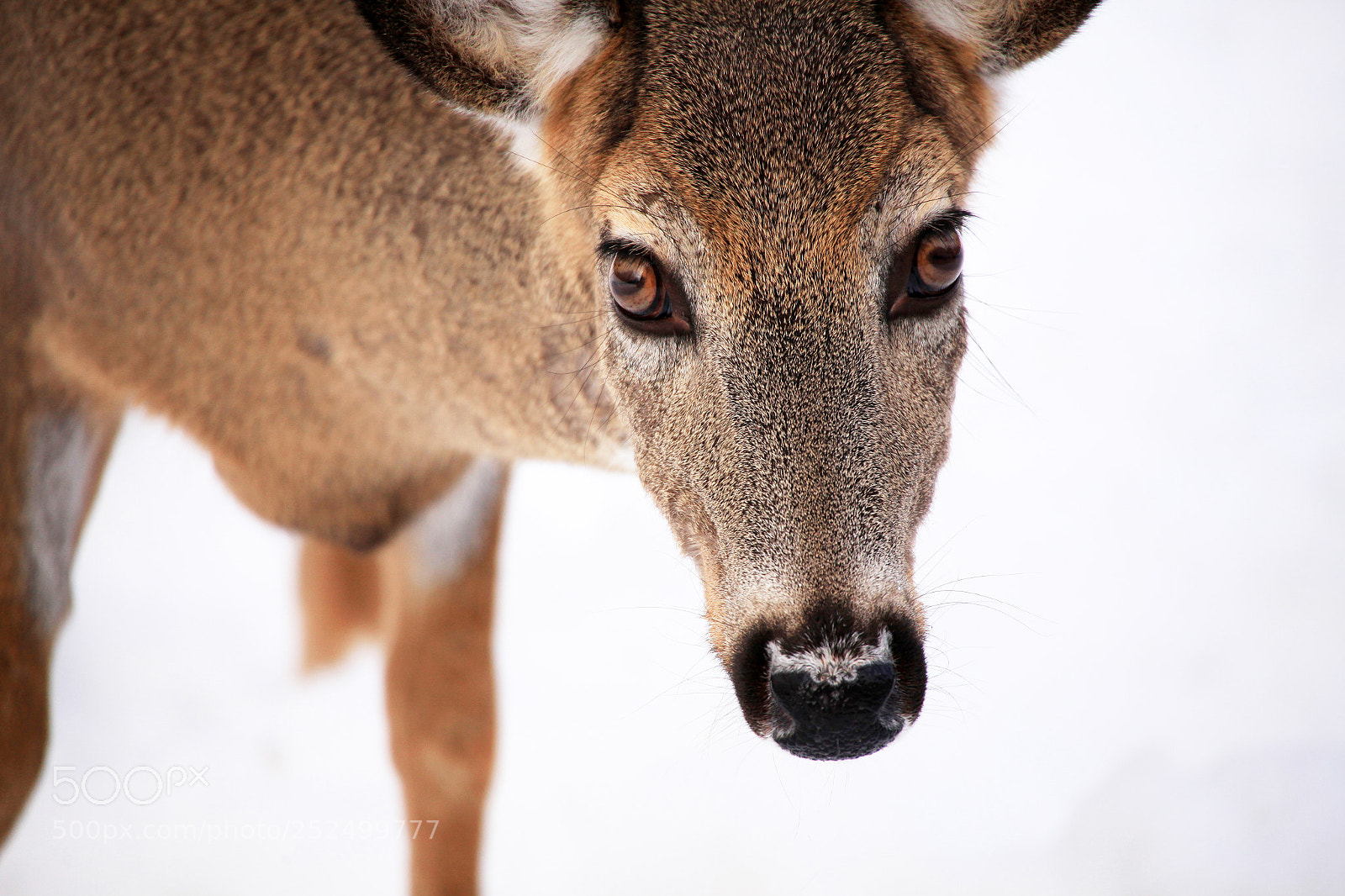 Canon EOS 5D Mark II sample photo. Seeing into the eyes photography