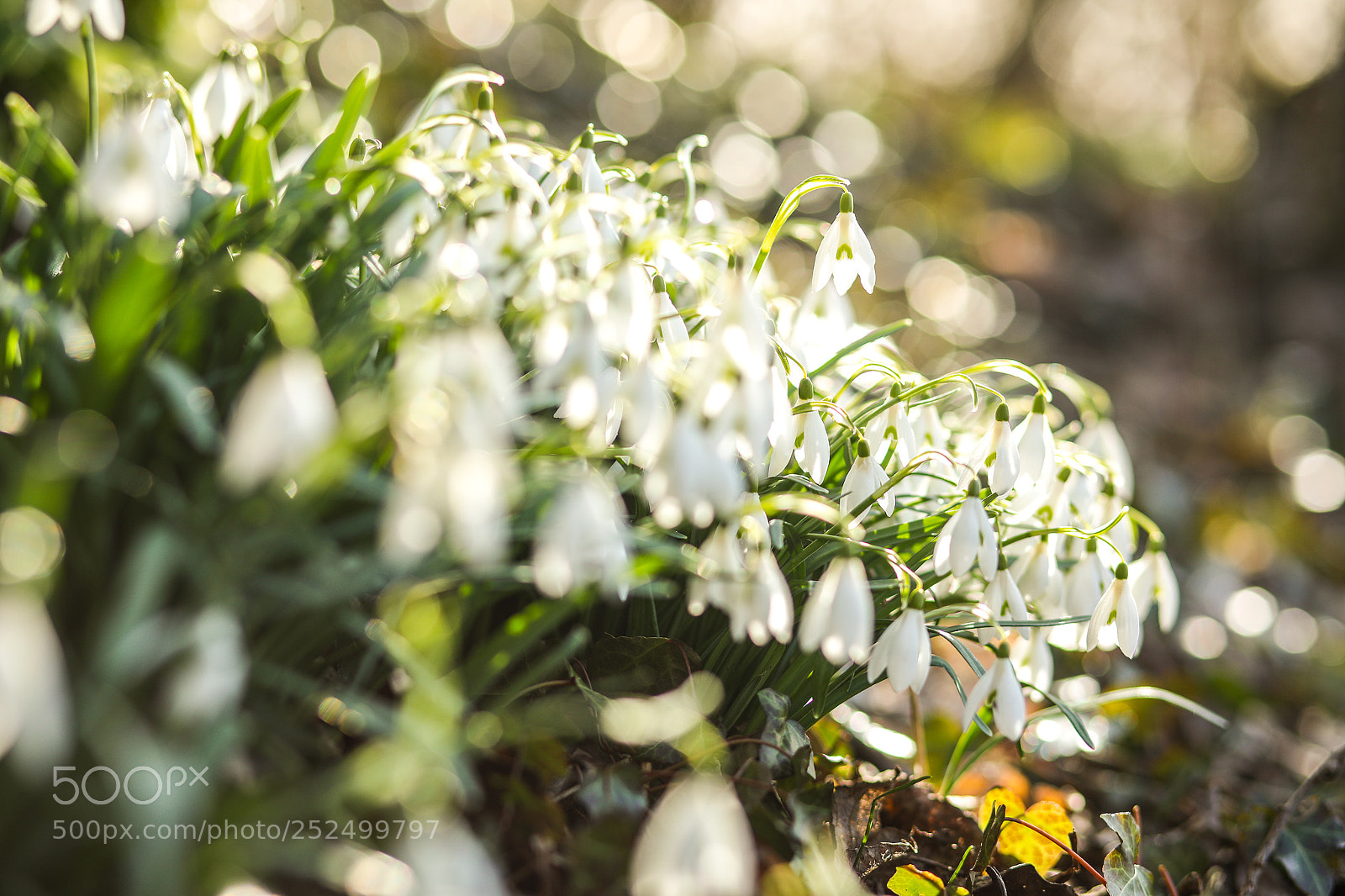 Canon EOS 5D Mark IV sample photo. Springtime photography