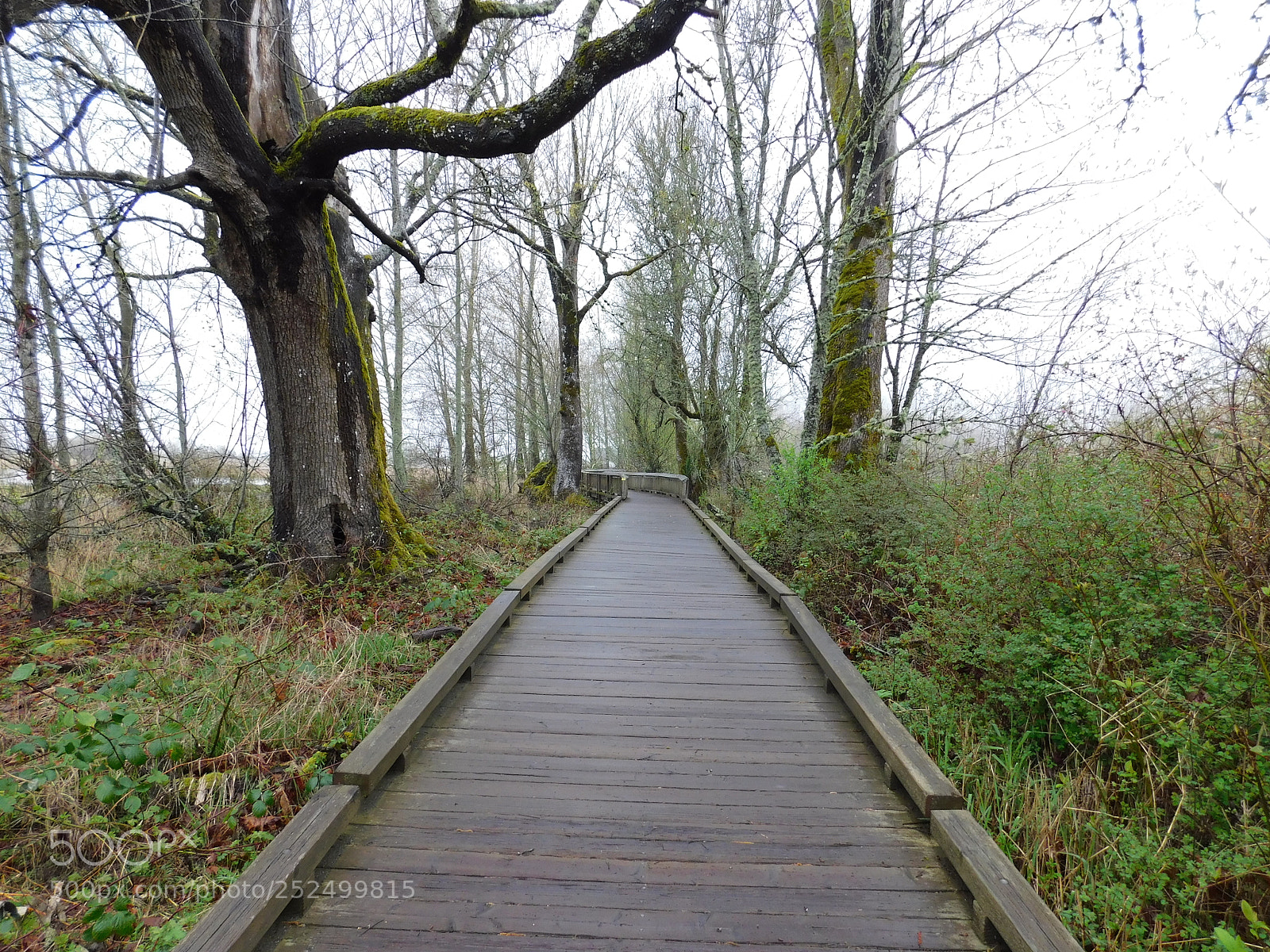 Nikon Coolpix B500 sample photo. Trail at the nisqually photography