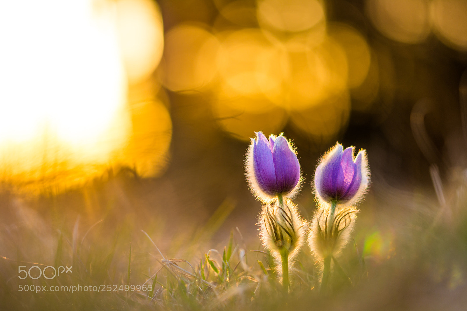 Nikon D7200 sample photo. Pasque flower photography