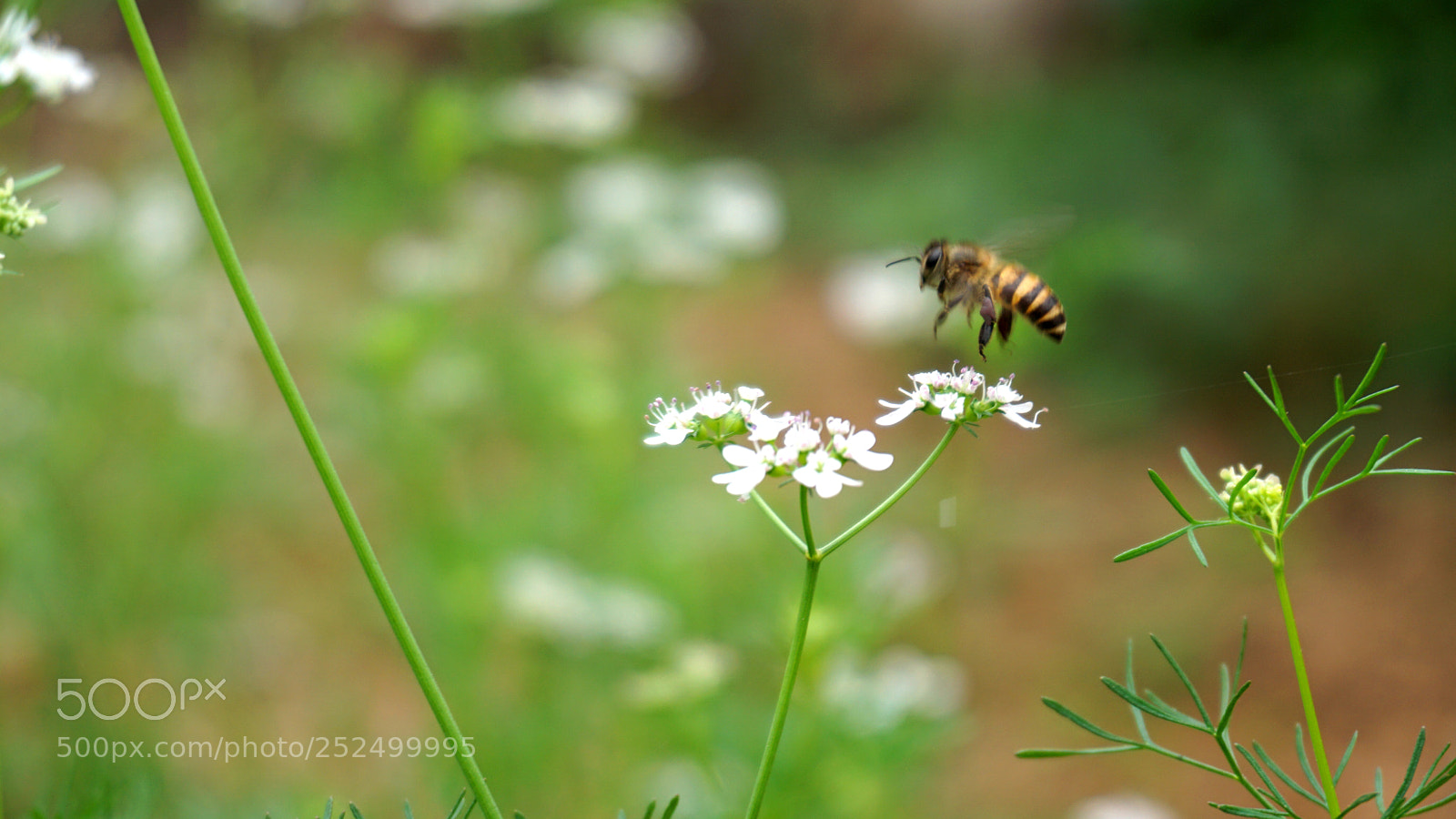 Sony a6000 sample photo. Dsc photography