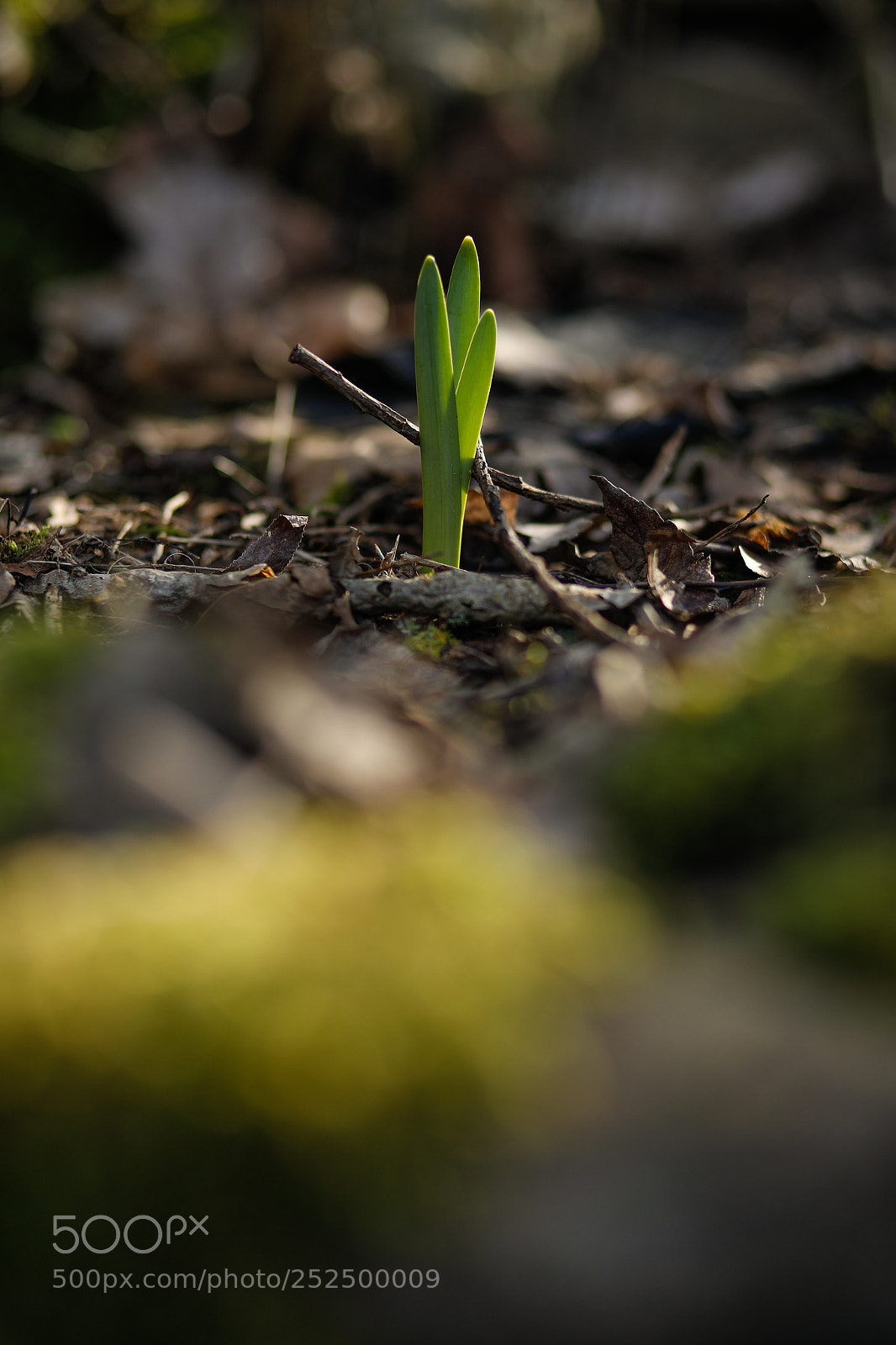 Canon EOS 5D Mark IV sample photo. Springtime photography