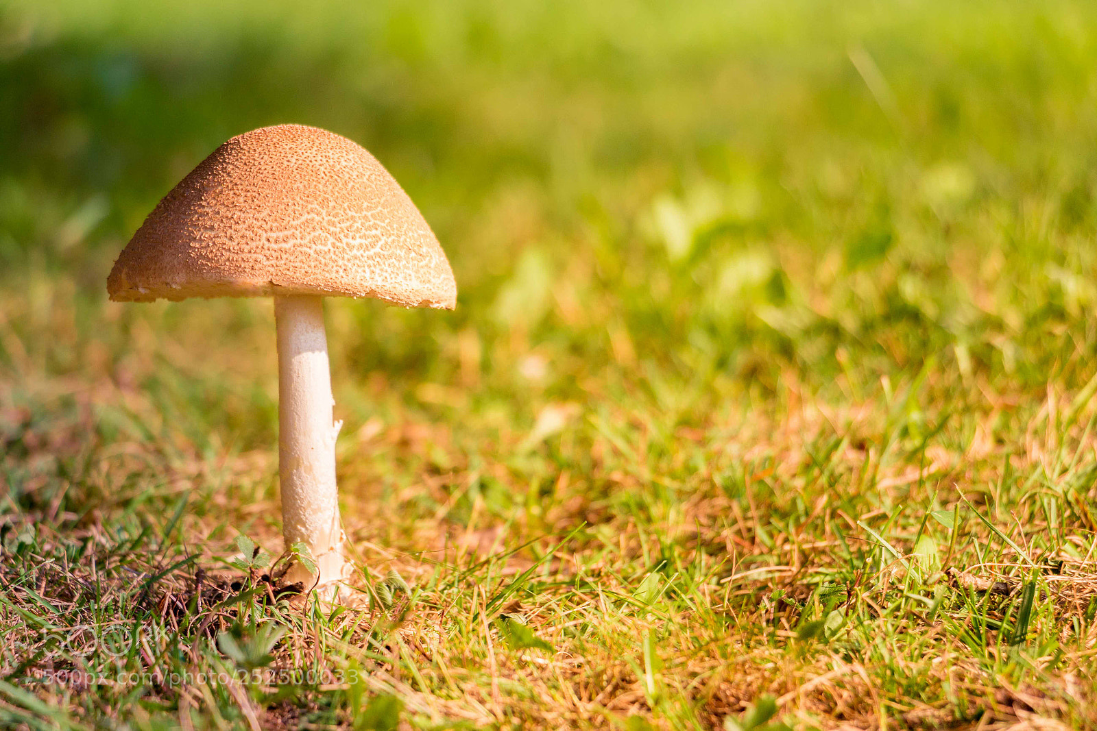 Canon EOS 70D sample photo. Mushroom warmth photography