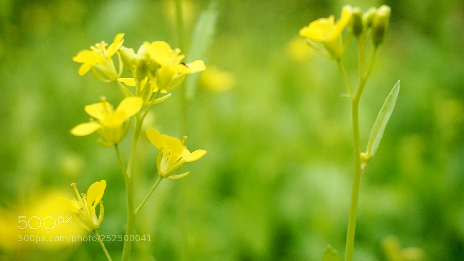 Sony a6000 sample photo. Dsc photography