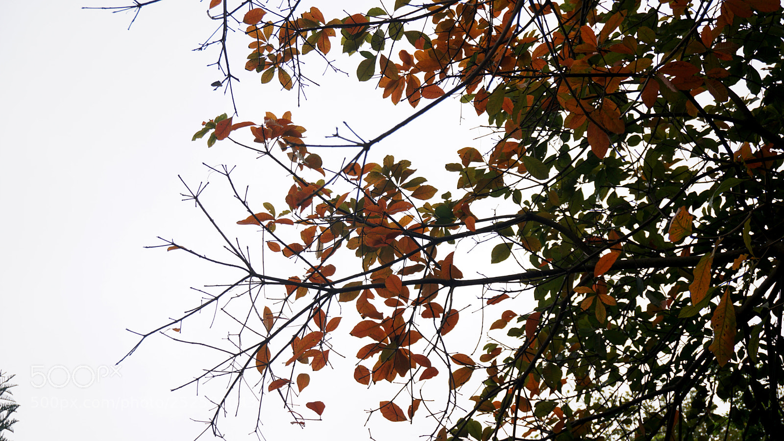 Sony a6000 sample photo. Dsc photography