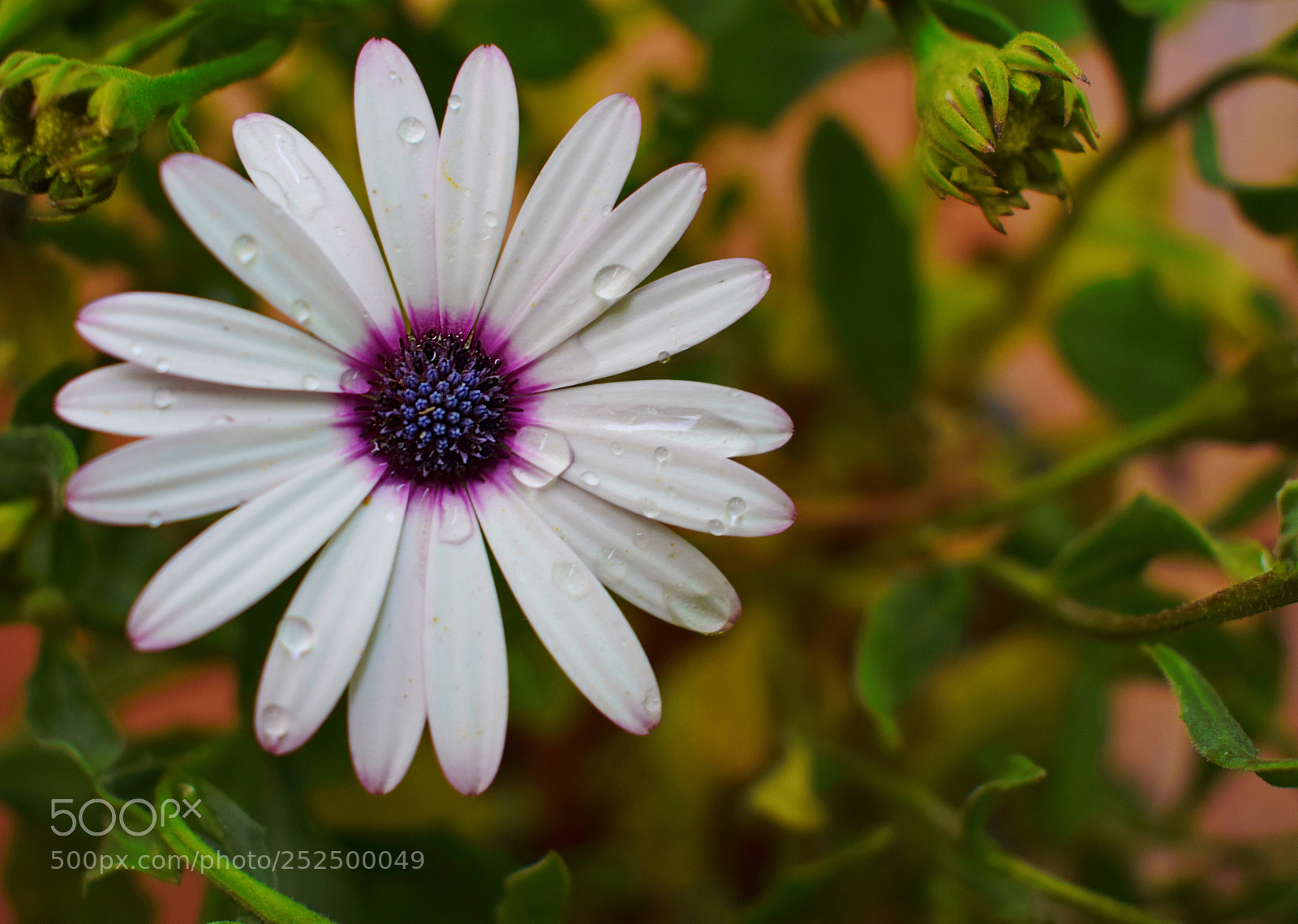 Nikon D5300 sample photo. Spring photography