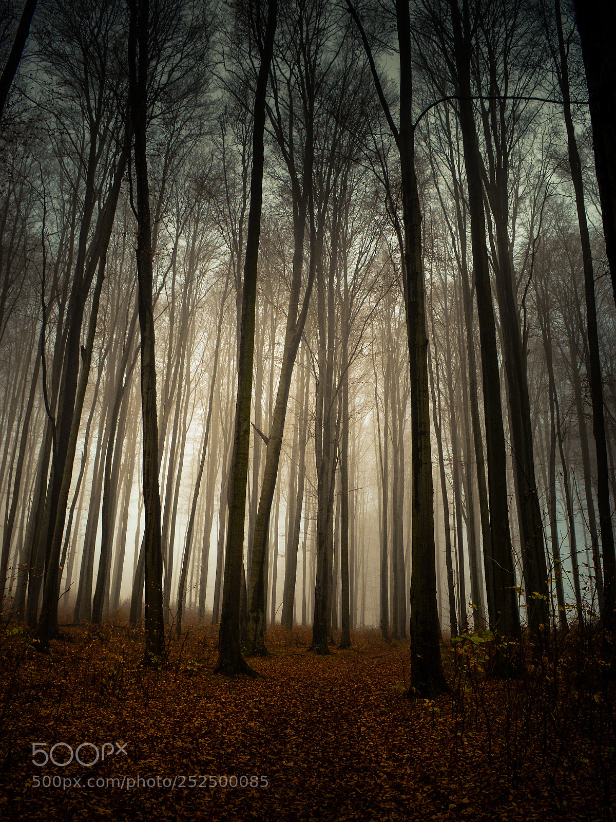 Nikon D3200 sample photo. Gateway to the fog photography