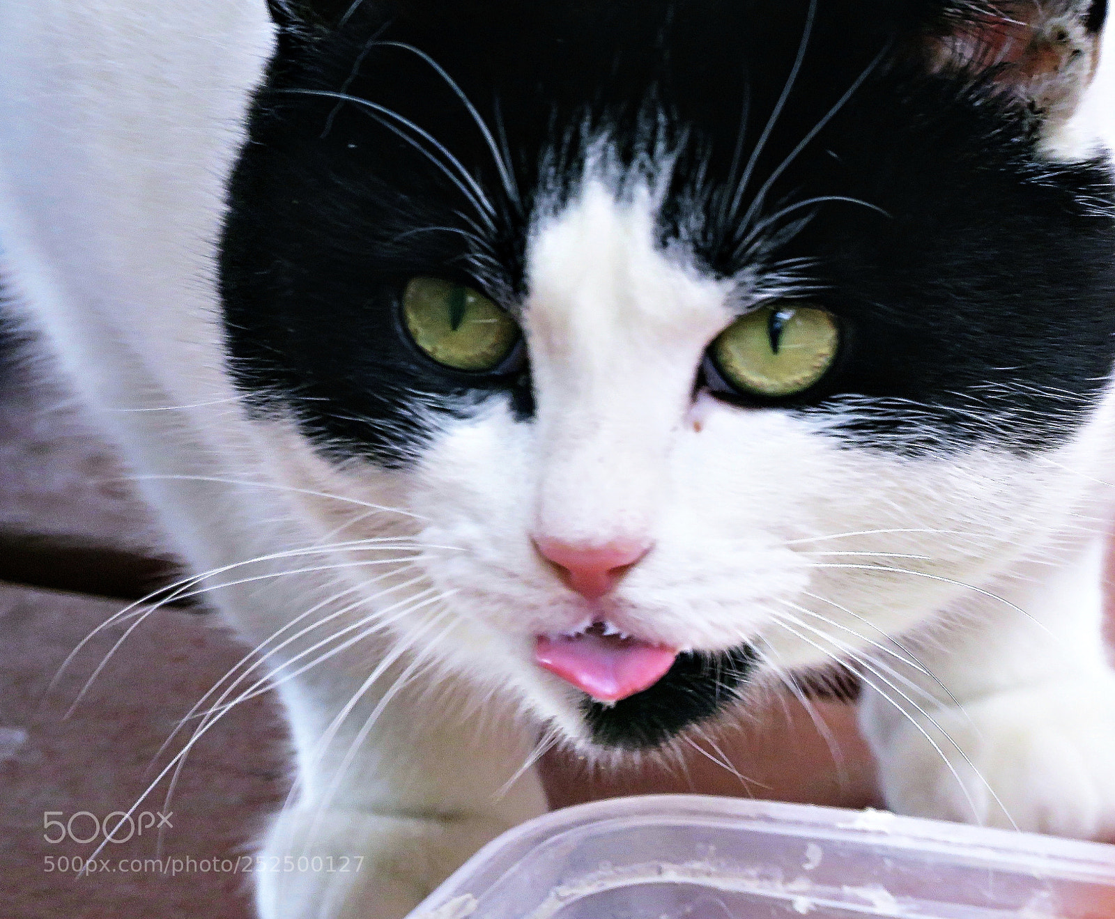 Canon PowerShot SX60 HS sample photo. Hungry cat drinking milk photography
