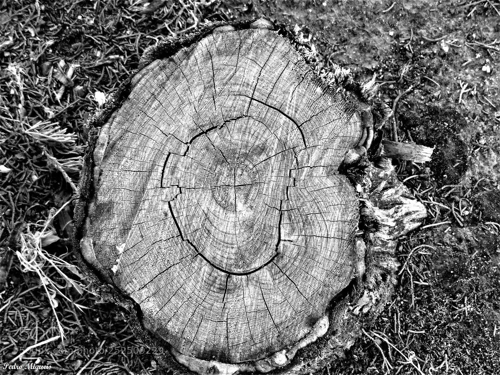Panasonic Lumix DMC-FZ200 sample photo. Life circles photography