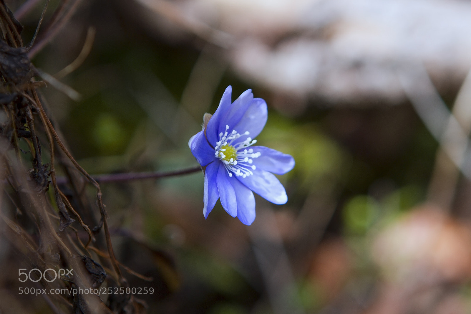 Canon EOS 7D sample photo. Flower photography