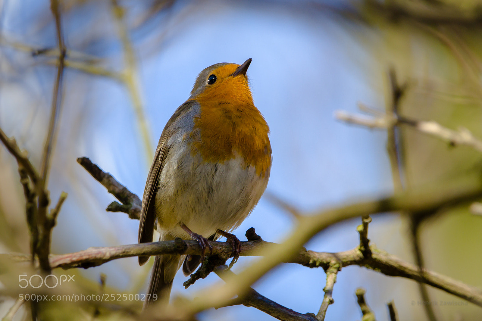 Canon EOS 7D sample photo. Proud little robin photography
