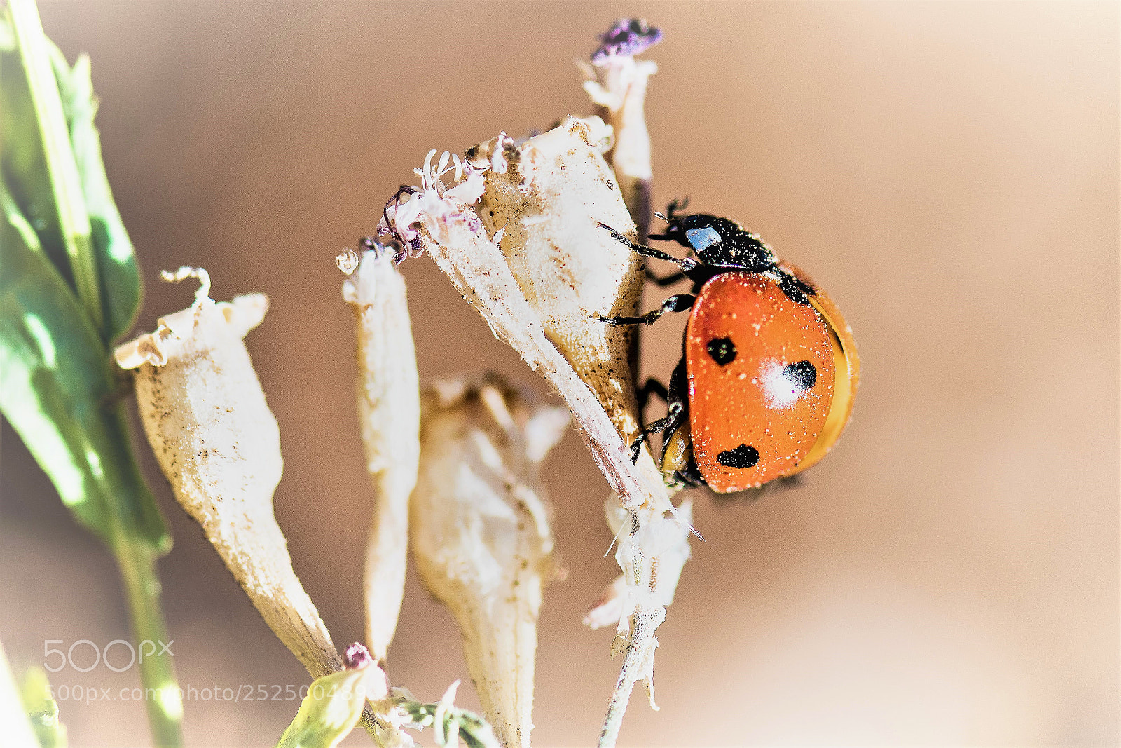 Nikon D500 sample photo. Ladybug photography