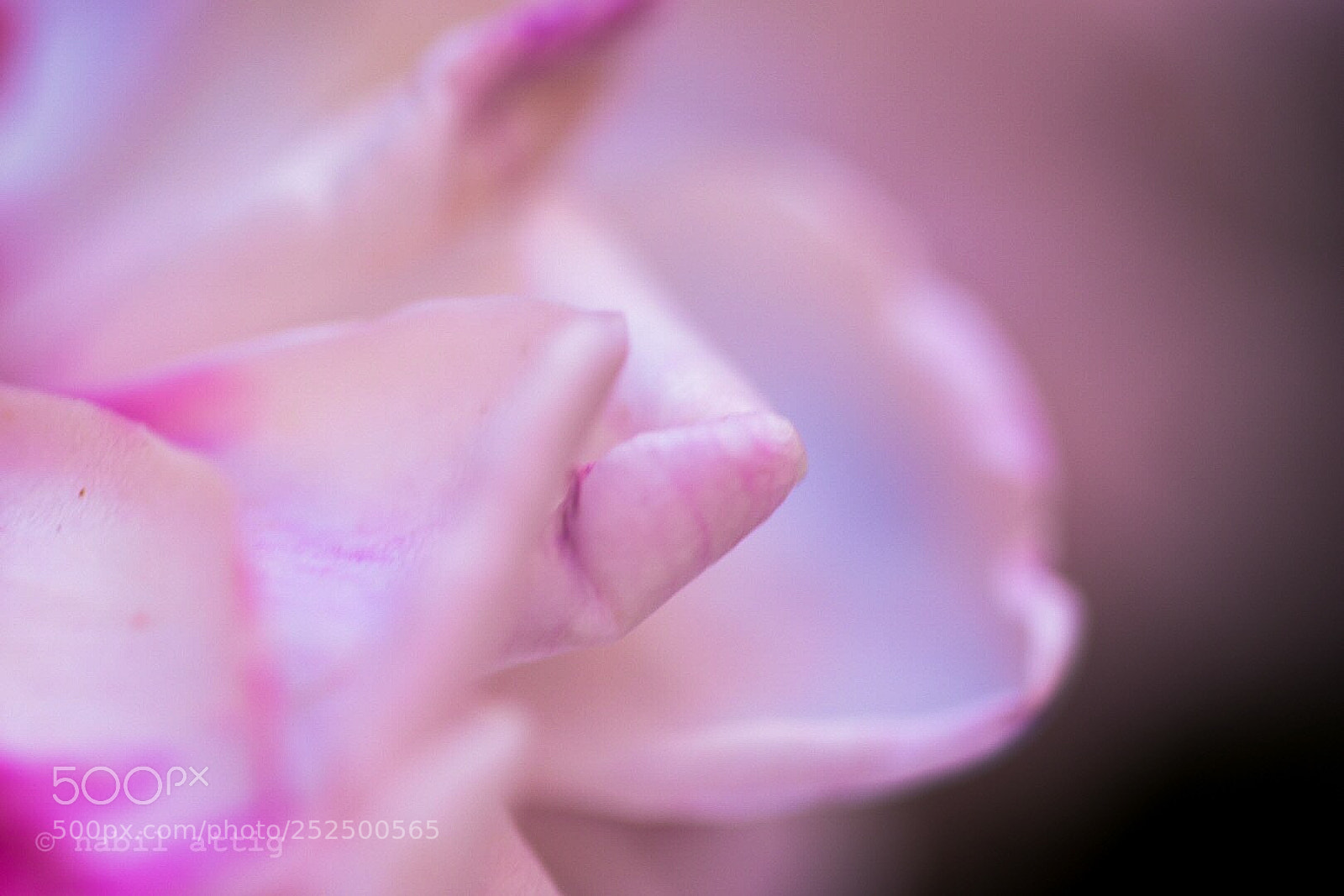 Nikon D7200 sample photo. Untitled photography