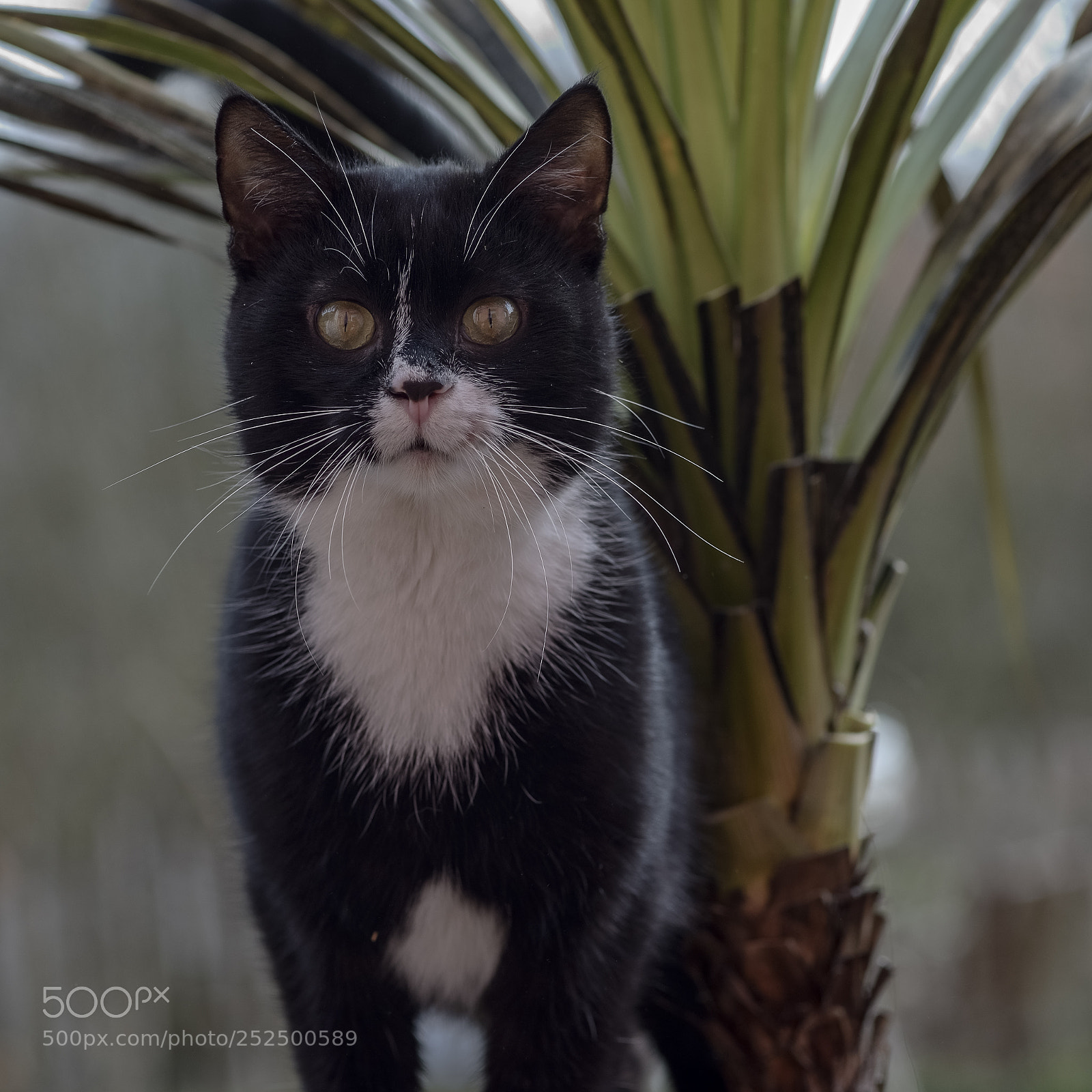 Nikon D800 sample photo. Pussy willow photography