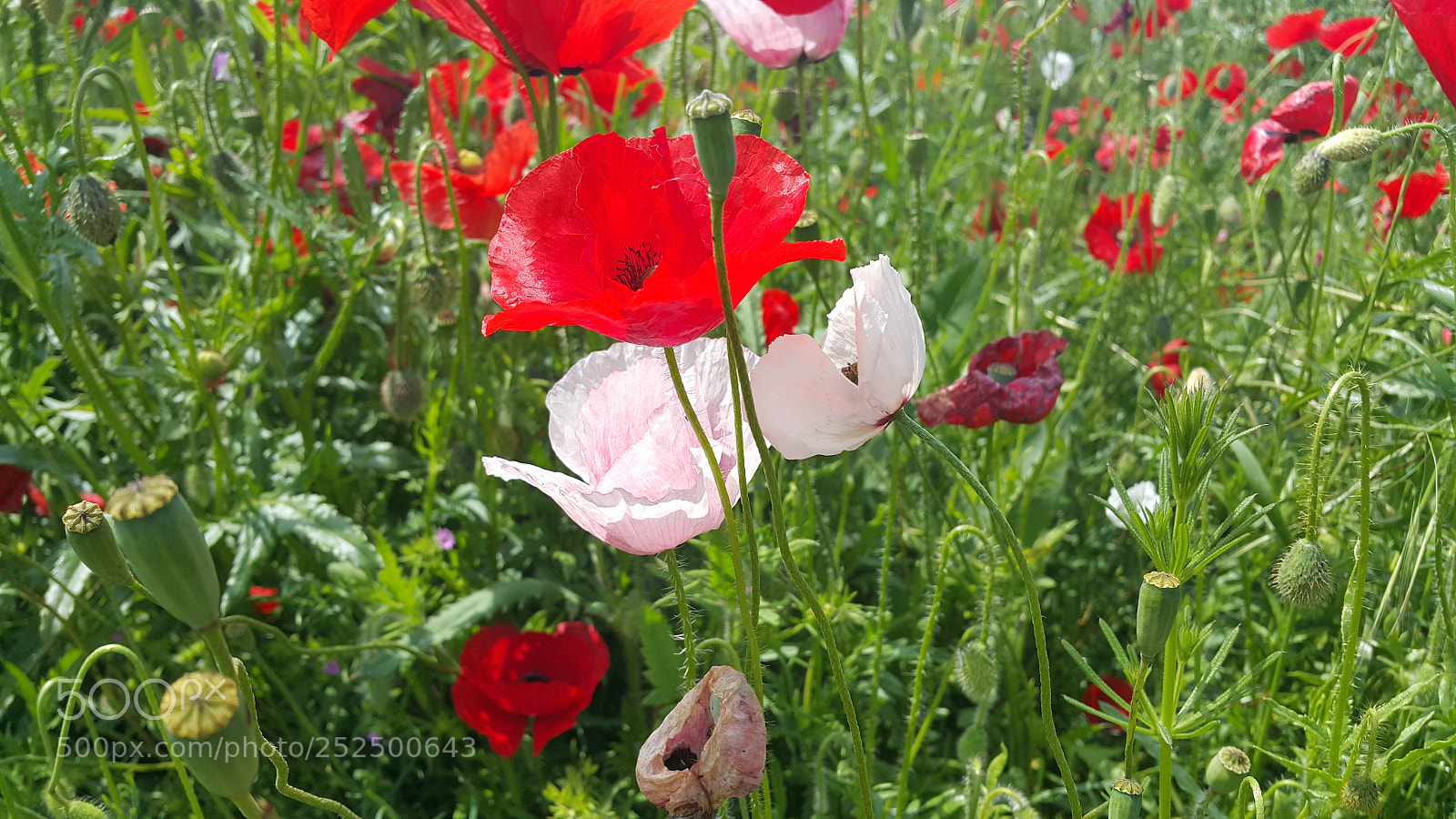 Samsung Galaxy Note4 sample photo. Poppies photography