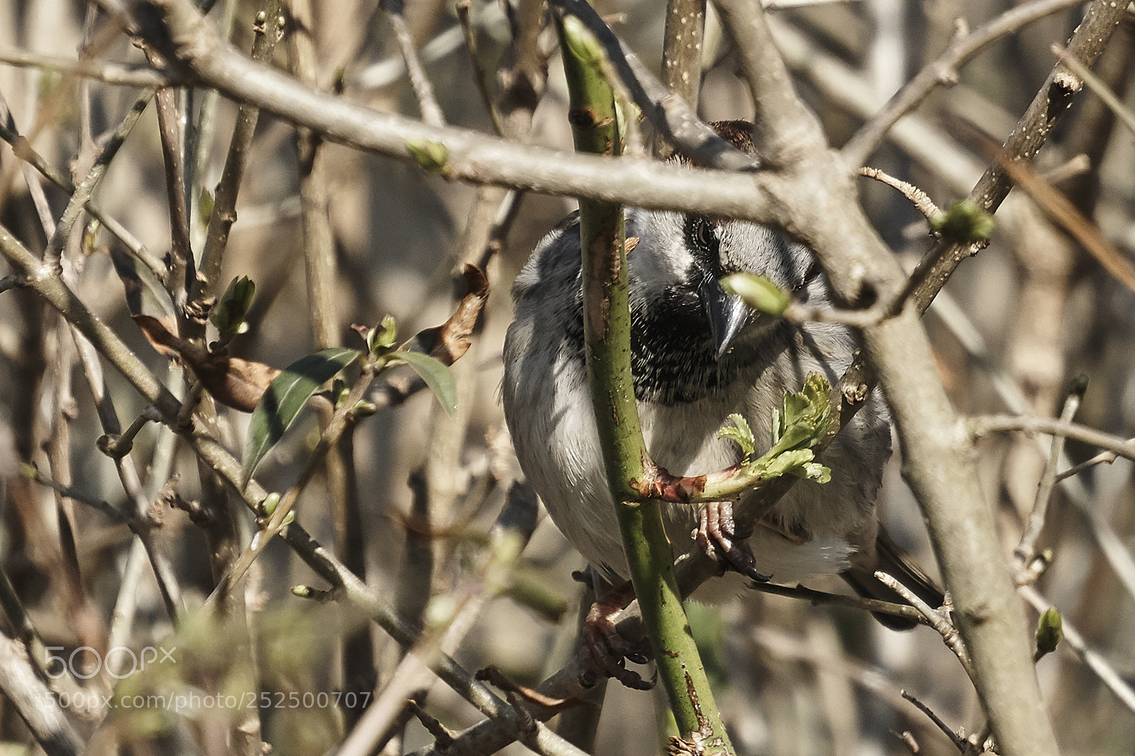 Sony a6000 sample photo. Sparrow photography