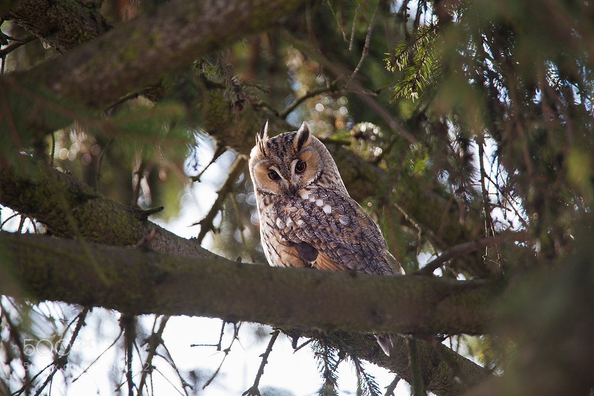 Canon EOS 5D Mark II sample photo. Long-eared owl photography