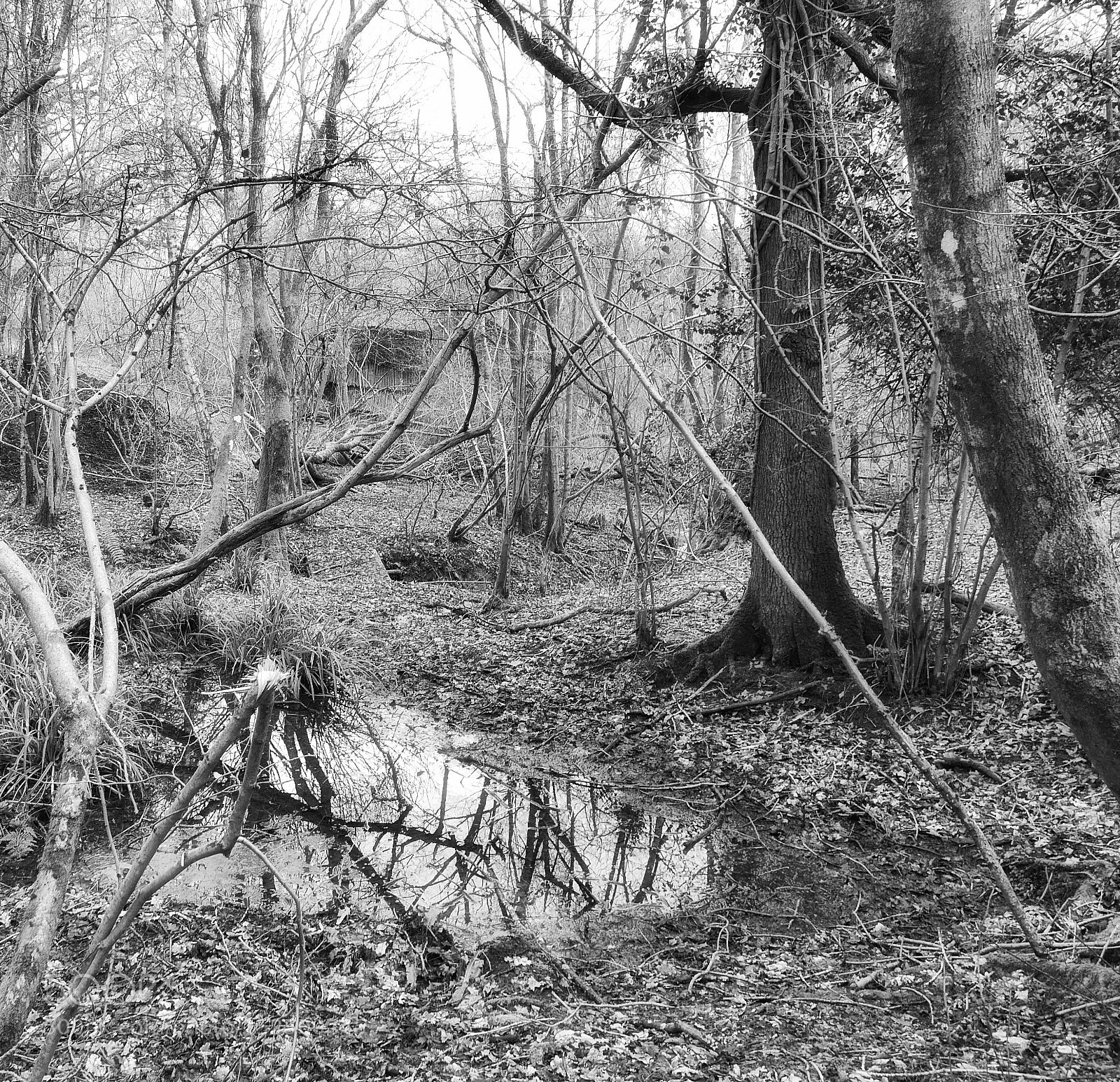 Panasonic Lumix DMC-LX100 sample photo. The old shed in photography
