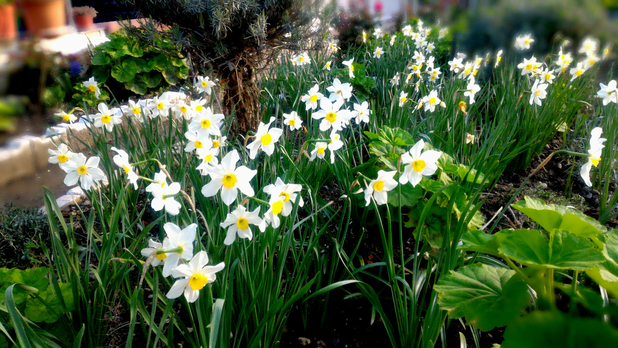 ASUS ZenFone 2 (ZE551ML) sample photo. Welcome spring photography