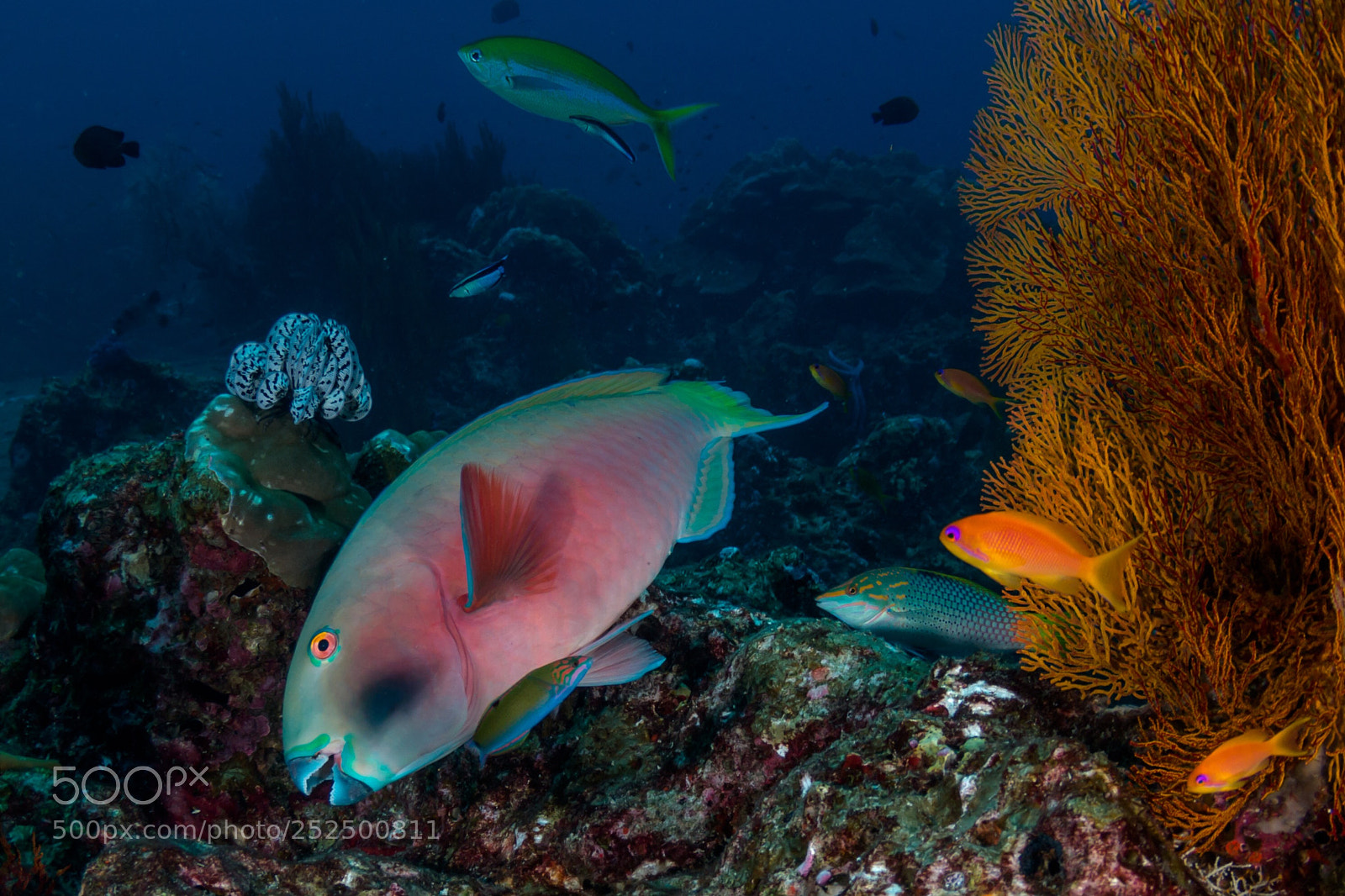 Canon EOS 70D sample photo. Parrot fish photography