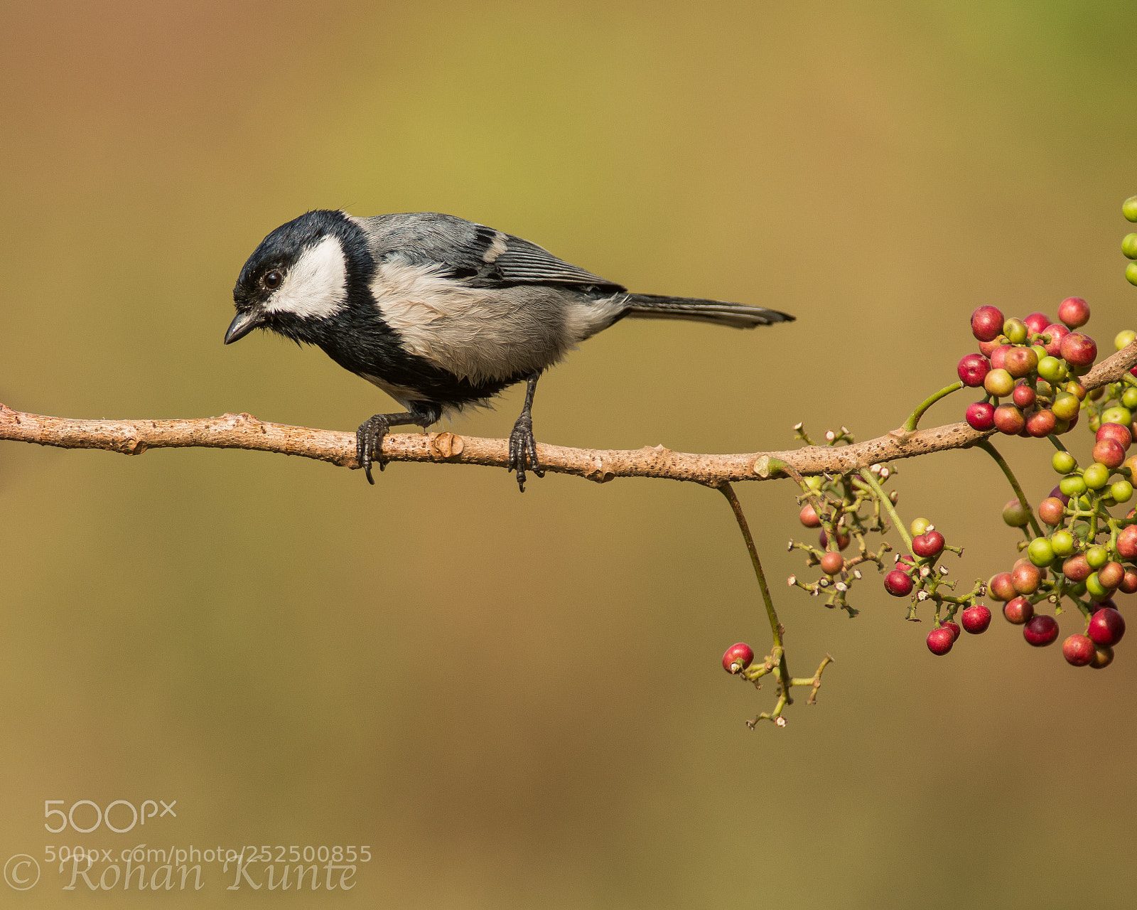 Nikon D7100 sample photo. Cinereous tit photography