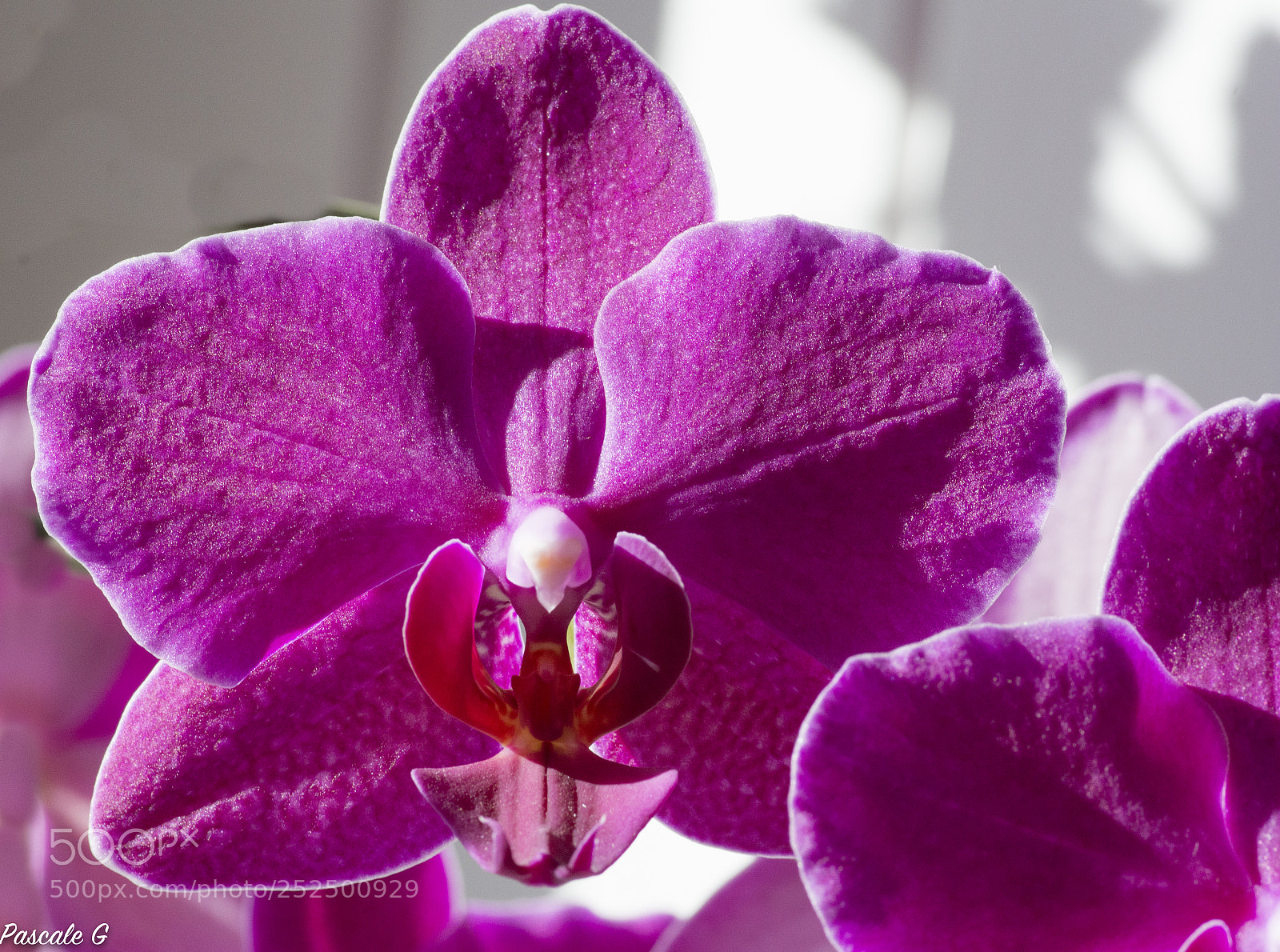 Nikon D7100 sample photo. Very pink ! photography