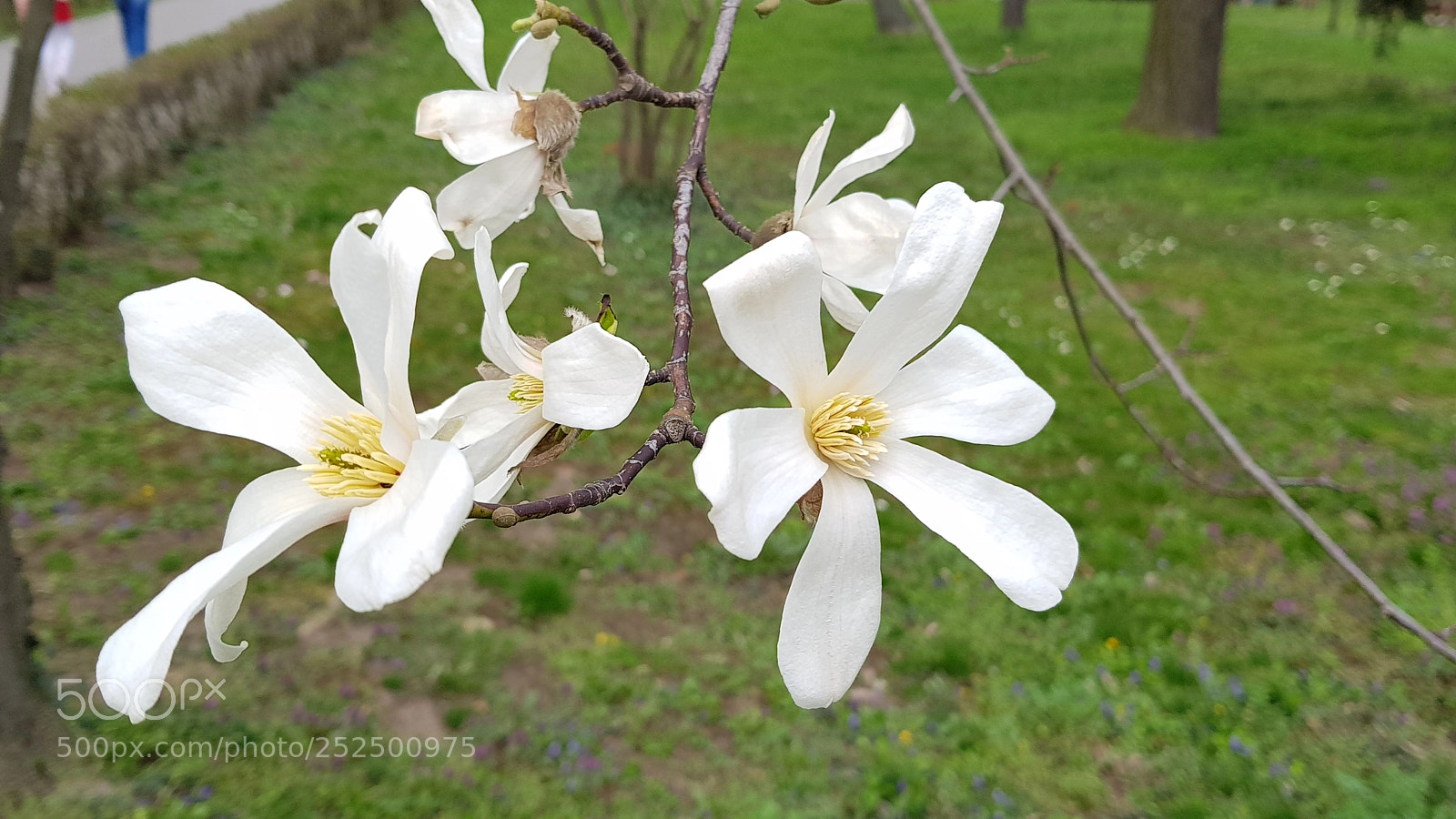 Samsung Galaxy S8+ sample photo. Untitled photography