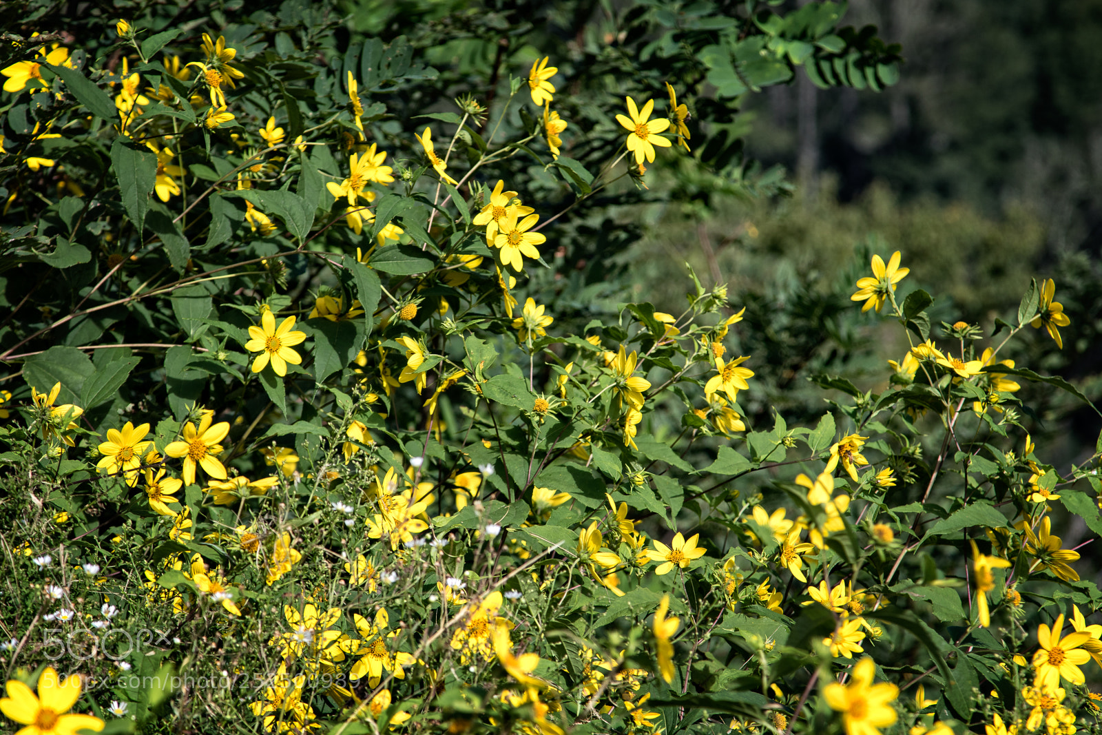 Canon EOS 7D Mark II sample photo. Travelling the parkway photography