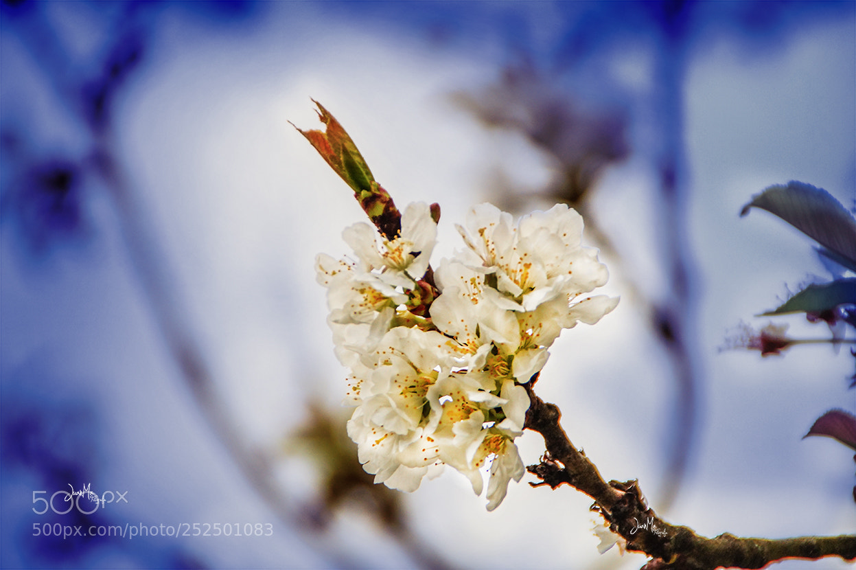 Sony SLT-A58 sample photo. Flor del cerezo: photography