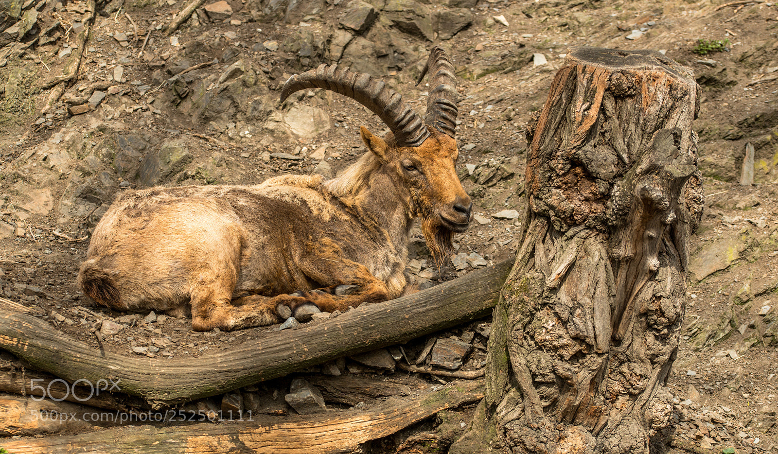 Nikon D800 sample photo. Kozel photography