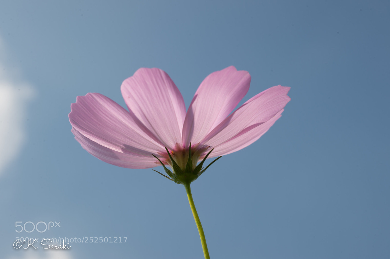 Nikon Df sample photo. Cosmos  photography