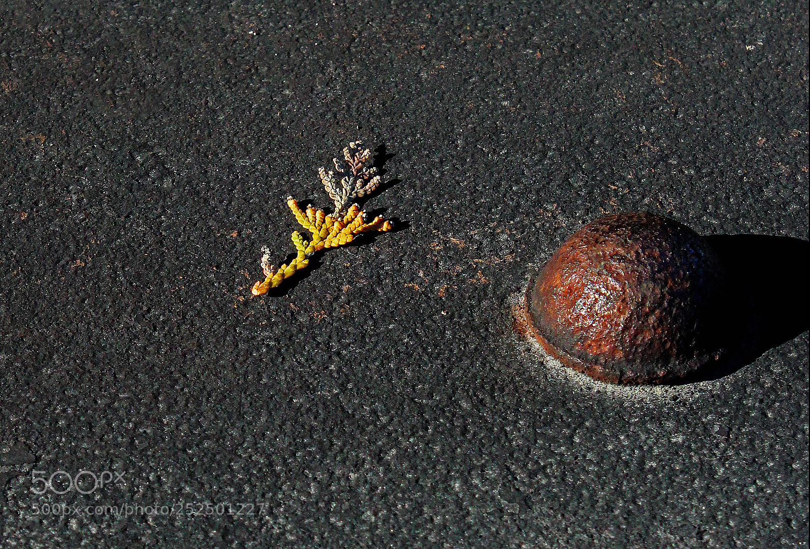 Canon EOS 650D (EOS Rebel T4i / EOS Kiss X6i) sample photo. Bolt head photography