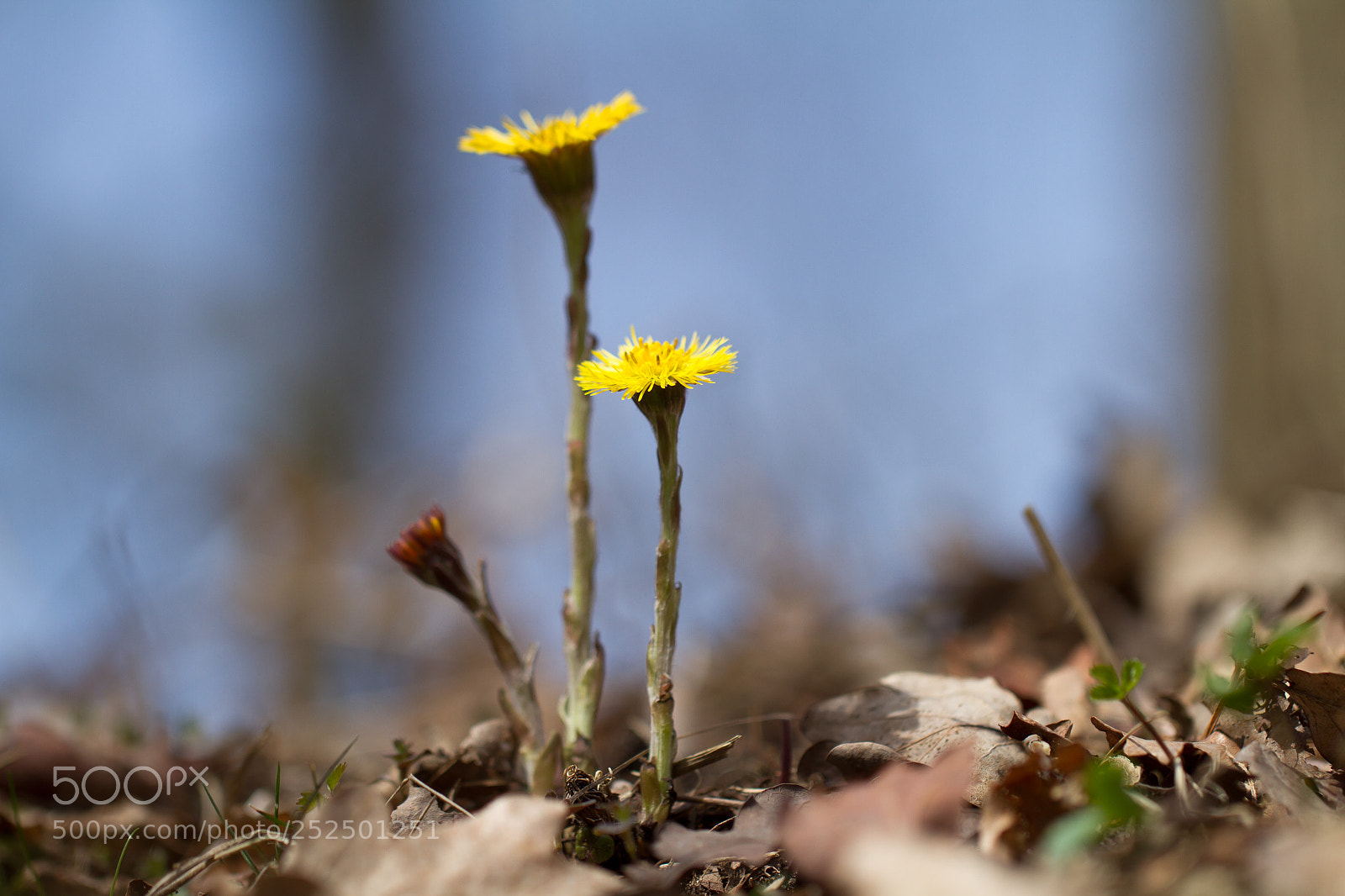 Canon EOS 7D sample photo. Klein hoefblad photography