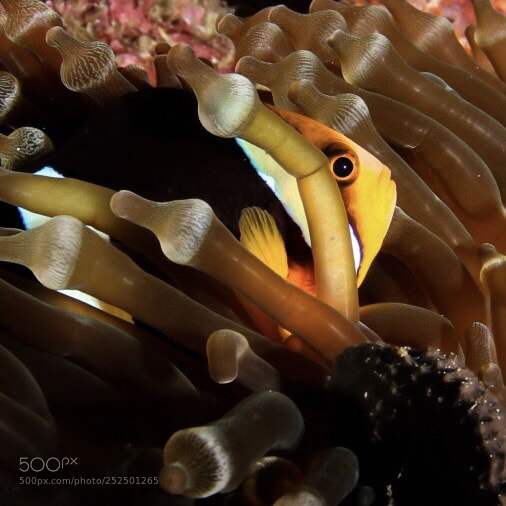 Canon EOS 70D sample photo. Found nemo‘s cousin photography