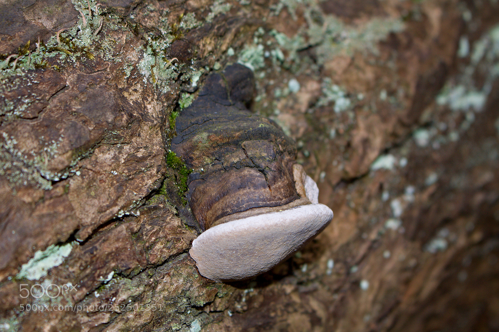 Canon EOS 50D sample photo. Wood sponge fungus photography