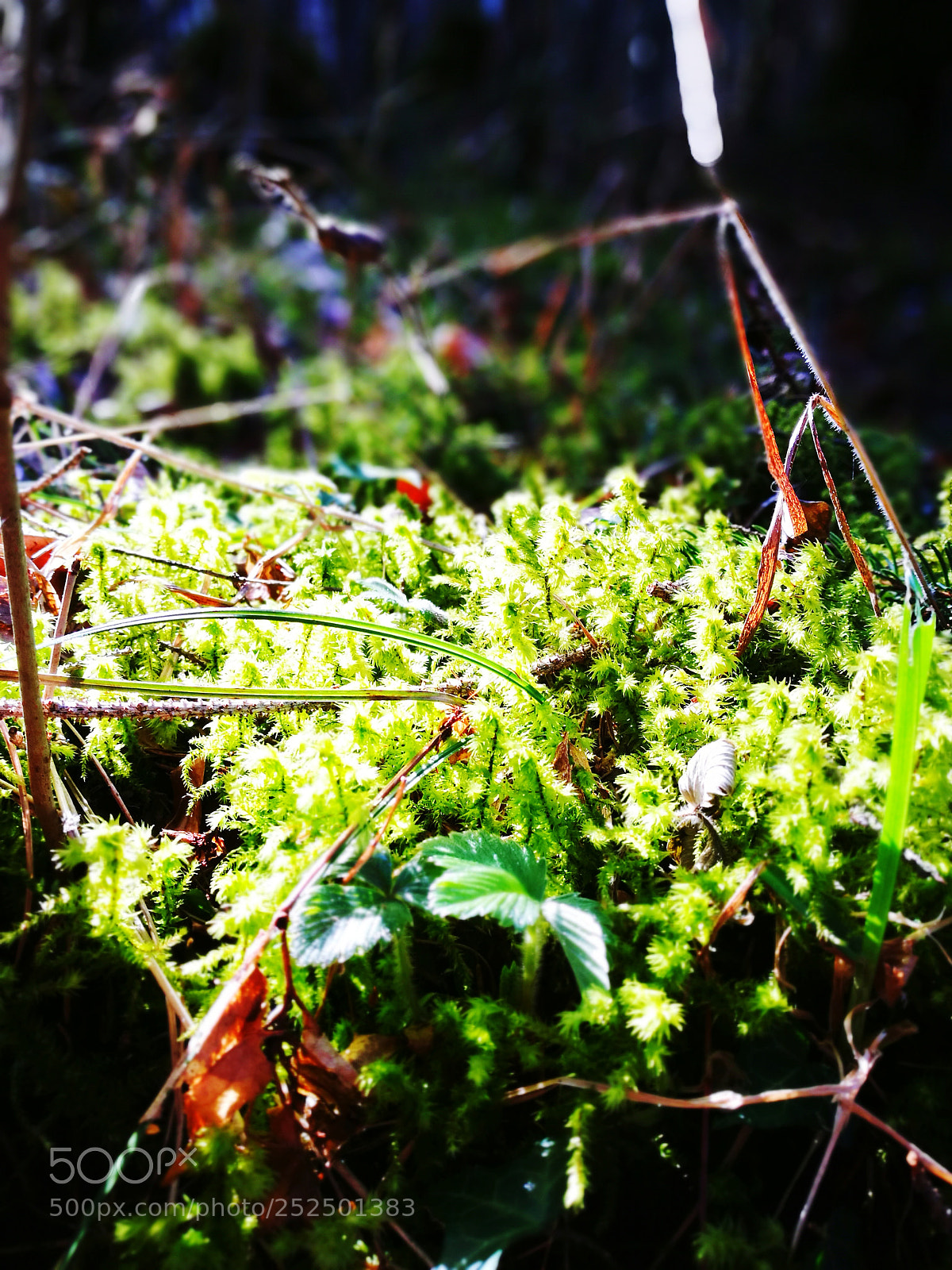 HUAWEI P9 sample photo. Moss photography