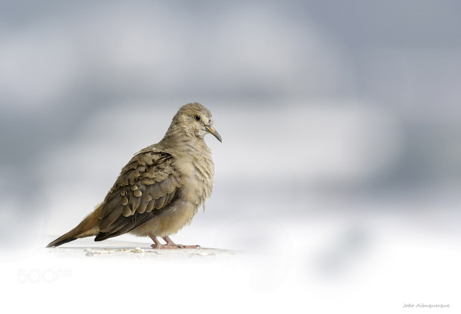 Nikon D5200 sample photo. Dove photography
